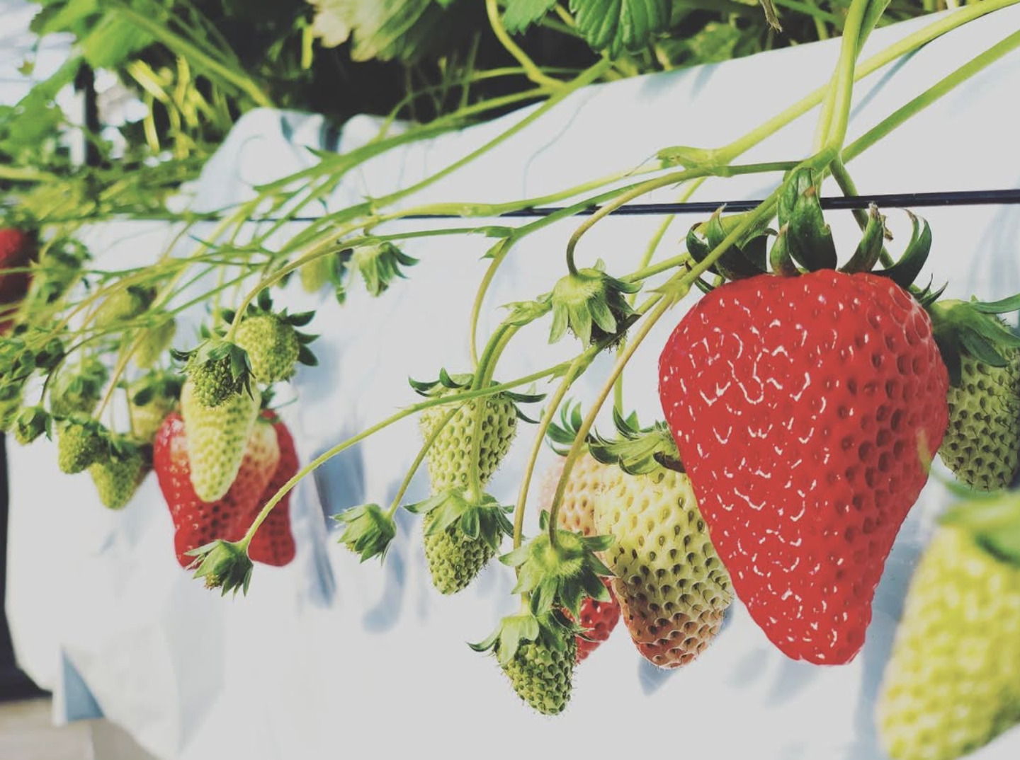 【木更津市】今が最高のシーズン！マンモスいちご園で春のいちご狩り