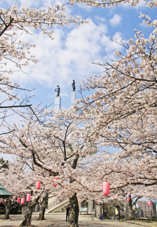 太田山公園で楽しむ木更津の桜｜高台からの景色と春の散策スポット