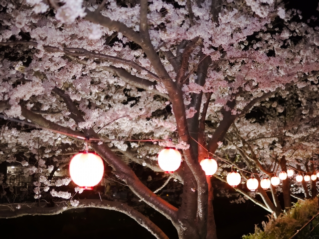 太田山公園で楽しむ木更津の桜｜高台からの景色と春の散策スポット